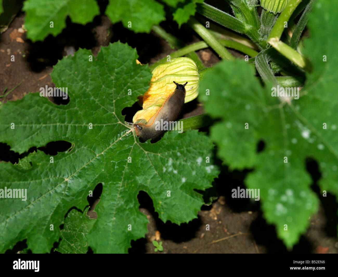Courgette plant hires stock photography and images Alamy