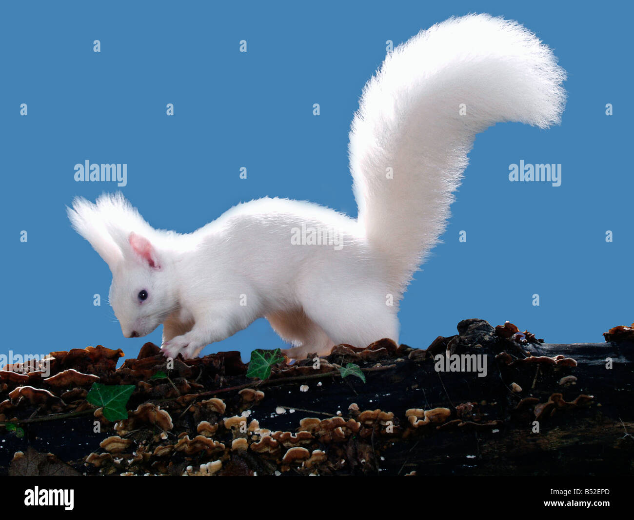 Red Squirrel Albinotic Sciurus Vulgaris Ecureuil D Europe Blanc Albinos Europa Europe Adult Albino Albinotic Animal Animals Indo Stock Photo Alamy
