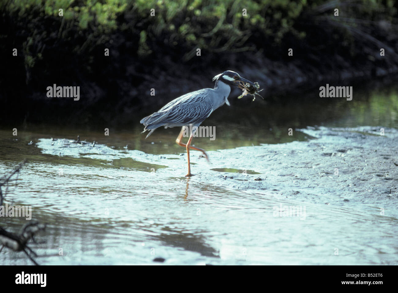 Heron bihoreau Night Heron Nycticorax nycticorax dans l eau Iles ...