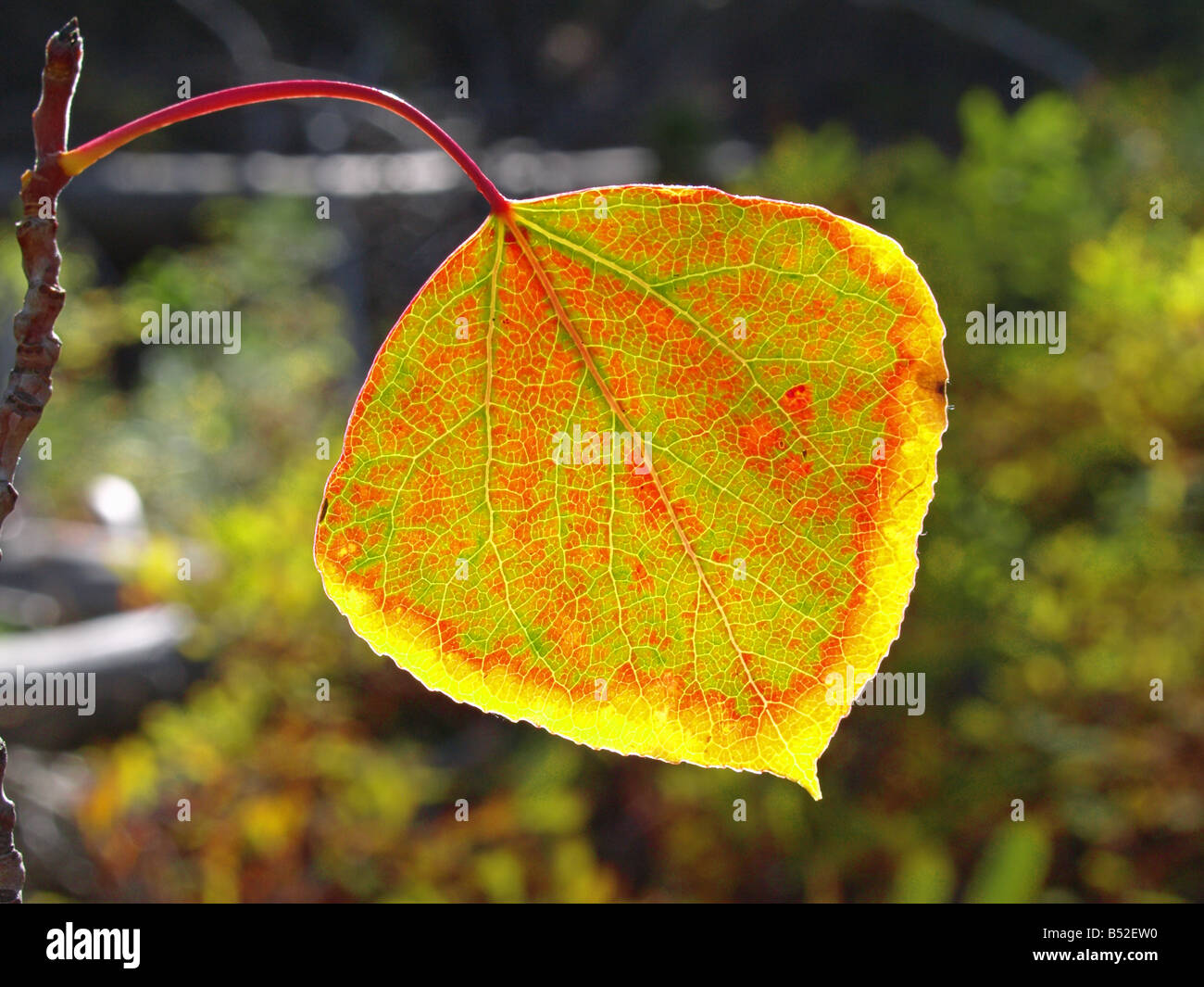 A quaking aspen leaf turning red and yellow during the autumn color
