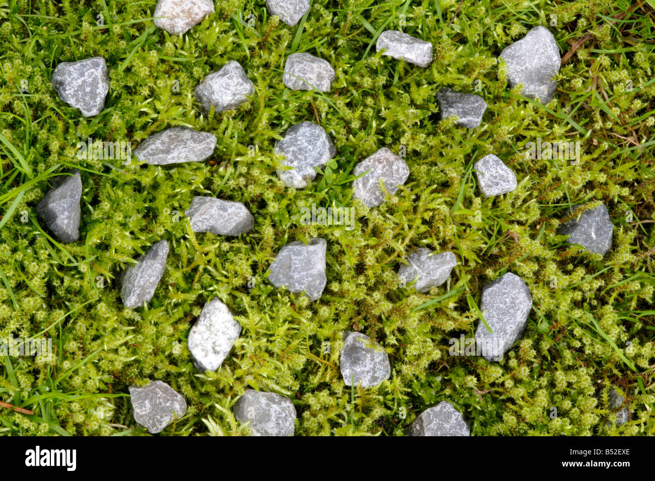 Pattern of small stones in moss (Brachythecium rutabulum) Stock Photo