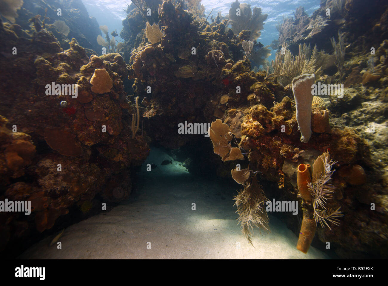 Underwater coral reef scene with cave Stock Photo