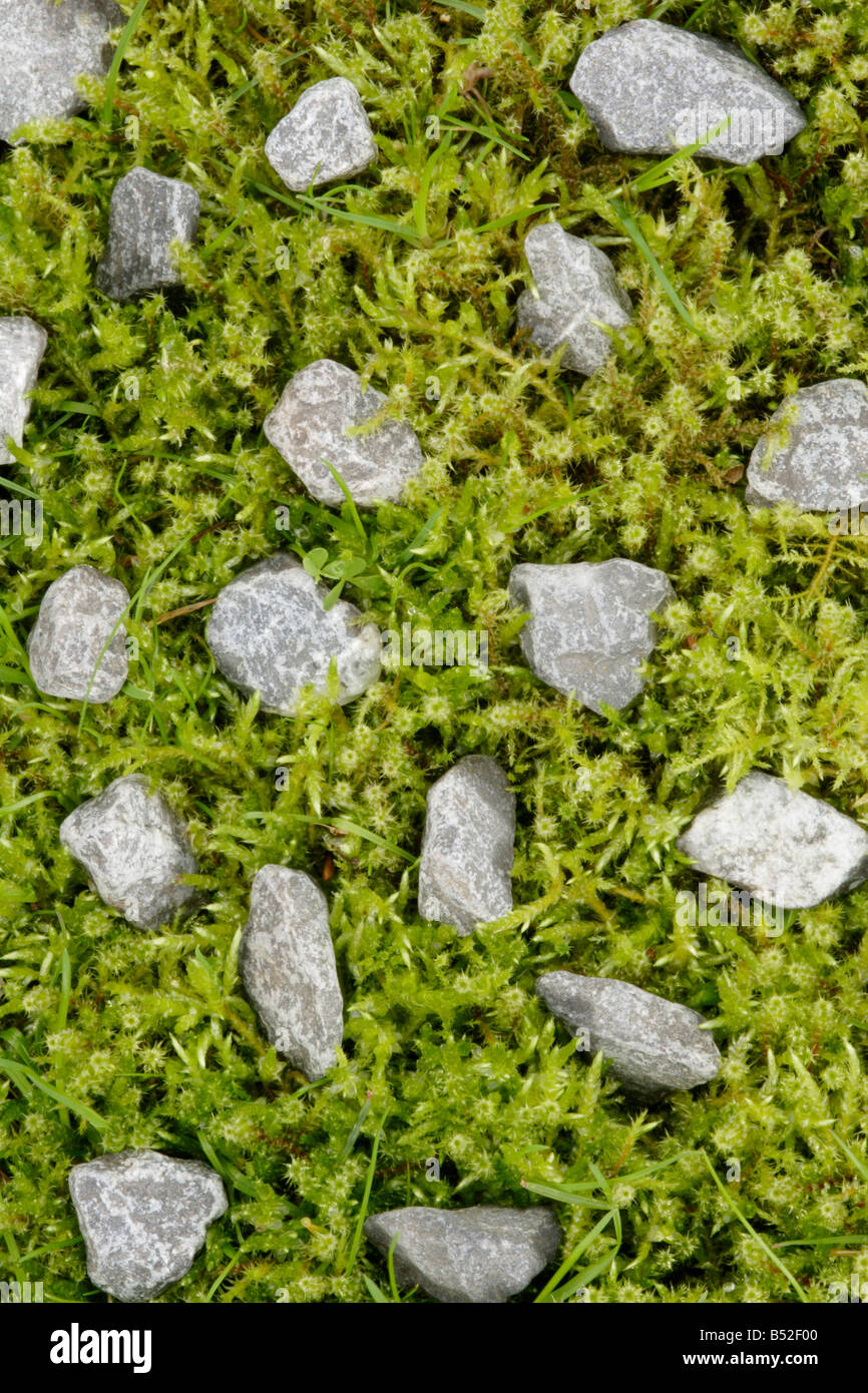 Patterns of small stones in moss (Brachythecium rutabulum) Stock Photo