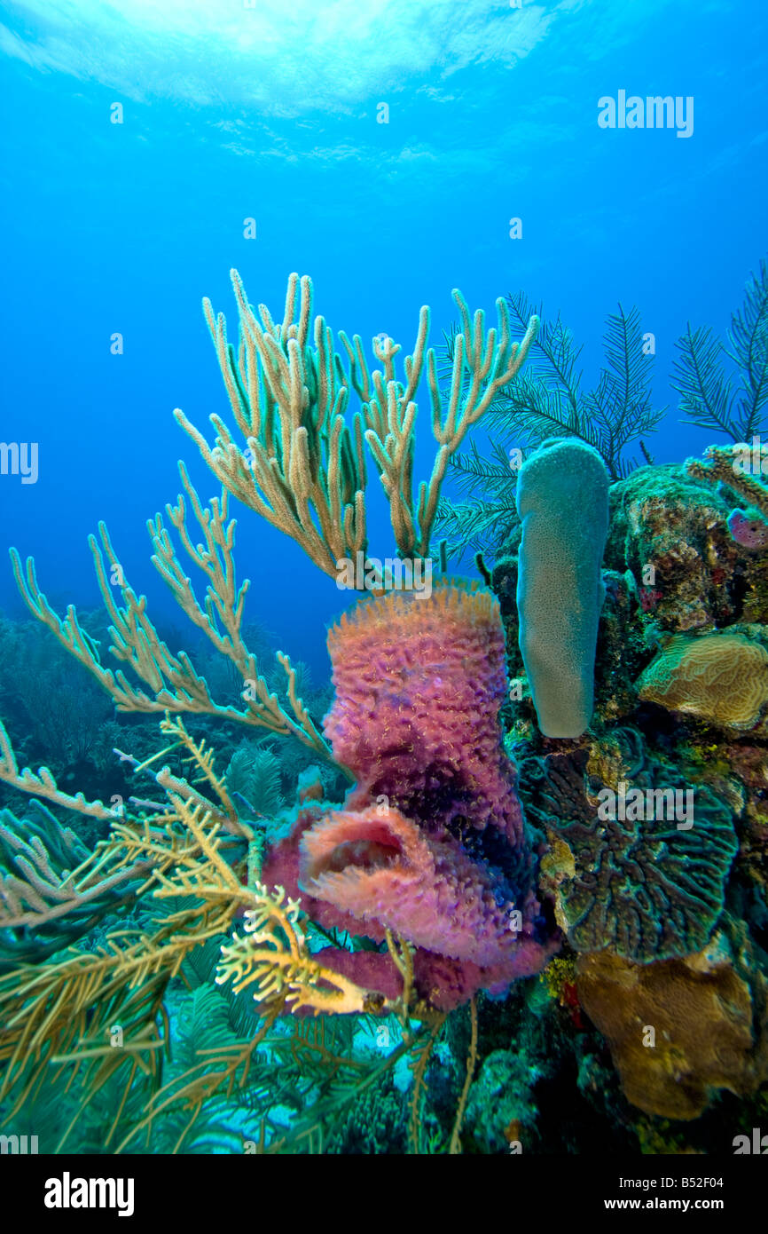 Coral reef scene on the reefs with purple vase sponge Stock Photo Alamy