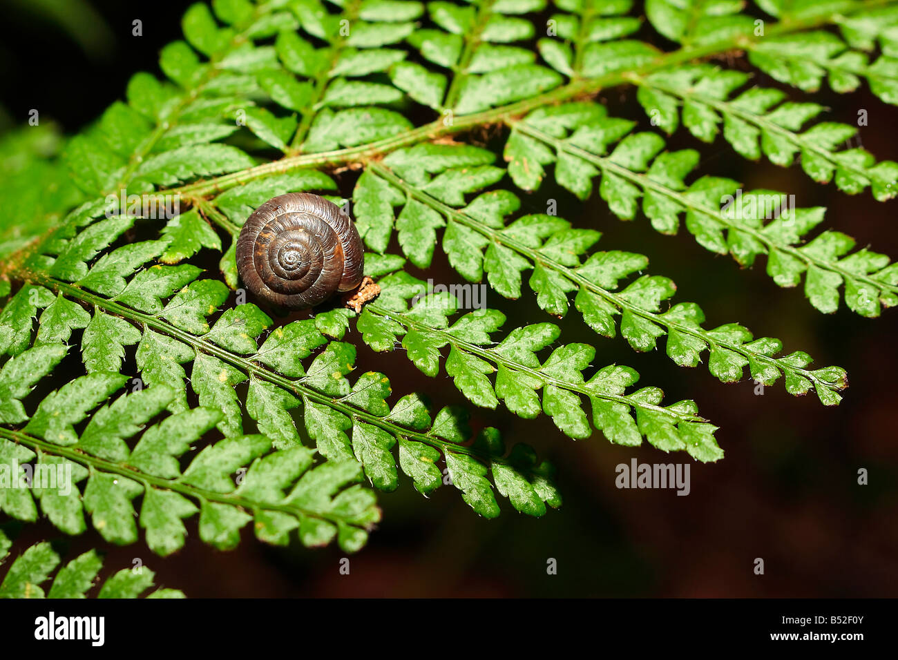 Snail on a fern Stock Photo Alamy