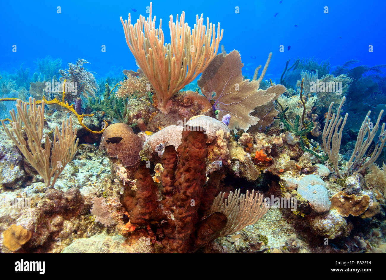 Sponges and corals reefs hires stock photography and images Alamy
