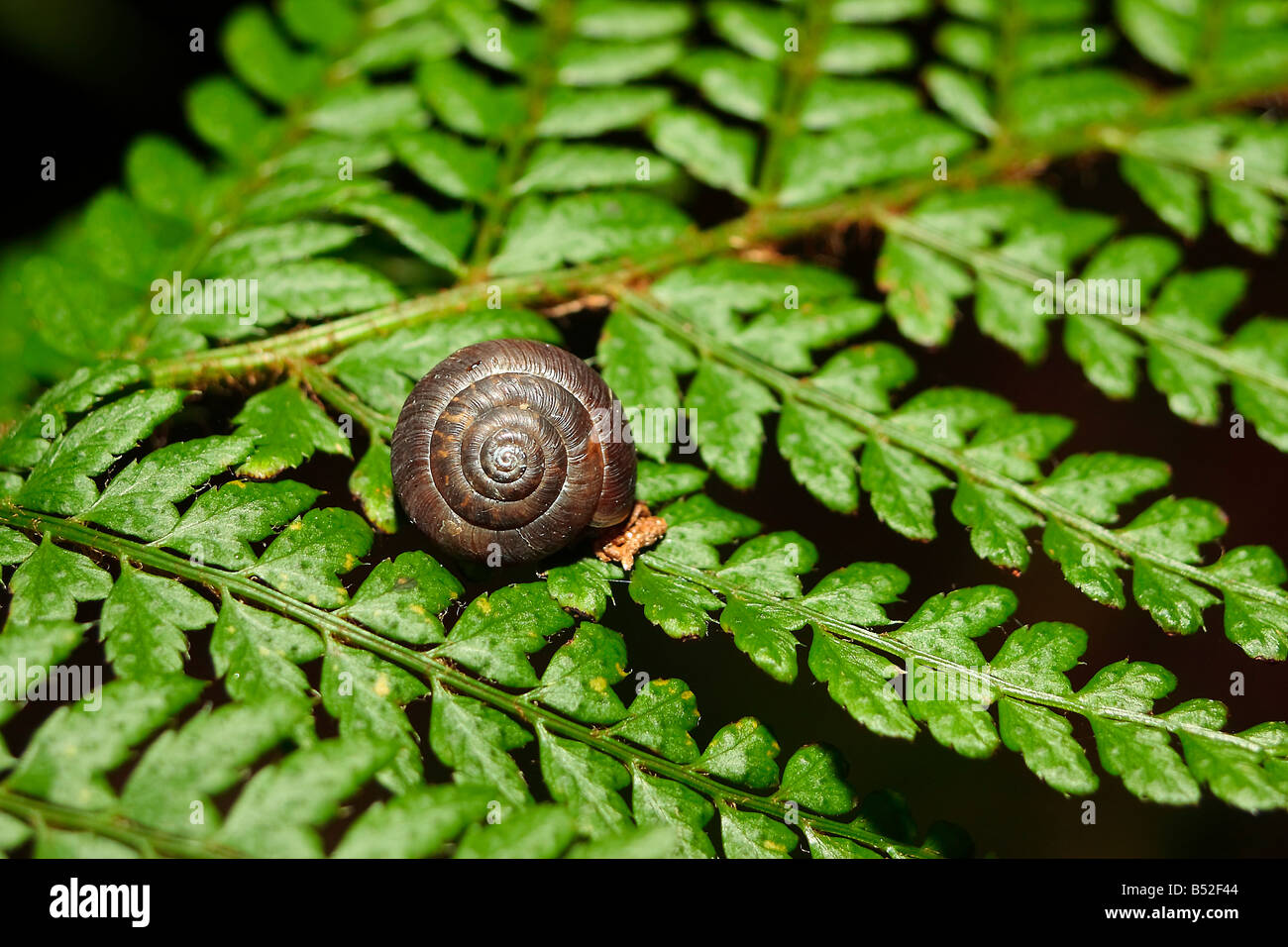 Snail on a fern Stock Photo