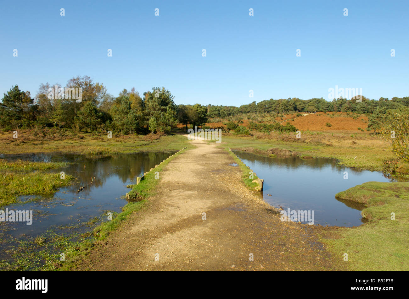 New england forest clearance hi-res stock photography and images - Alamy