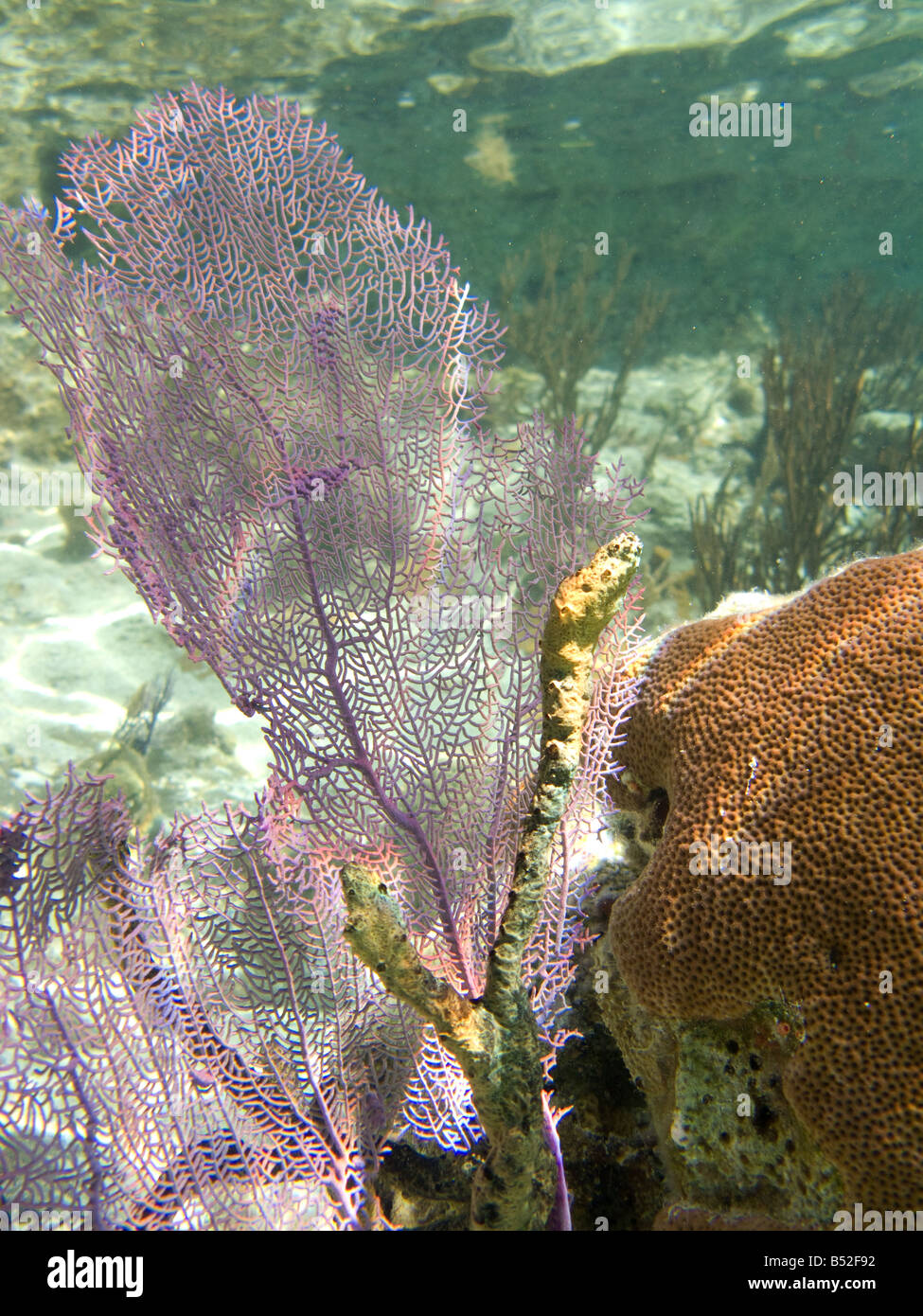 Sea Fan & Brain Coral in the warm currents of the Bahamas. Exuma  National park, Bahamas Stock Photo