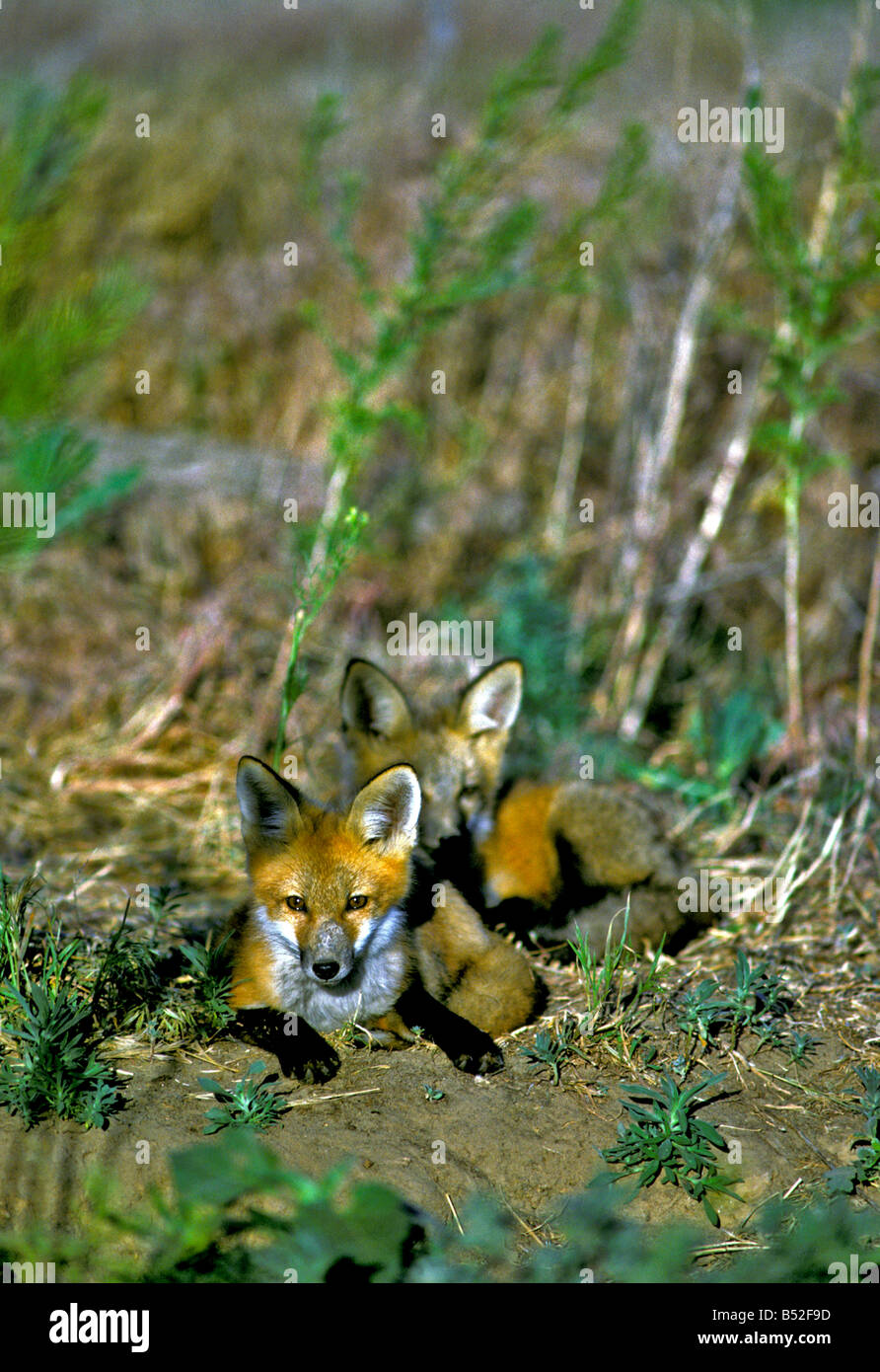 Young Red Foxes (Vulpes vulpes) near den, Colorado US Stock Photo