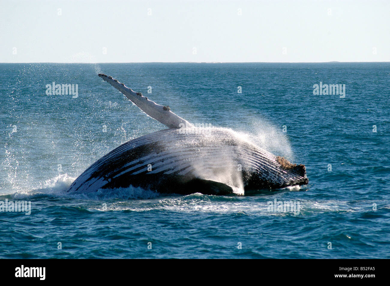 A Humpback Whale Breaches In The Pristine Waters Of The Montebello ...