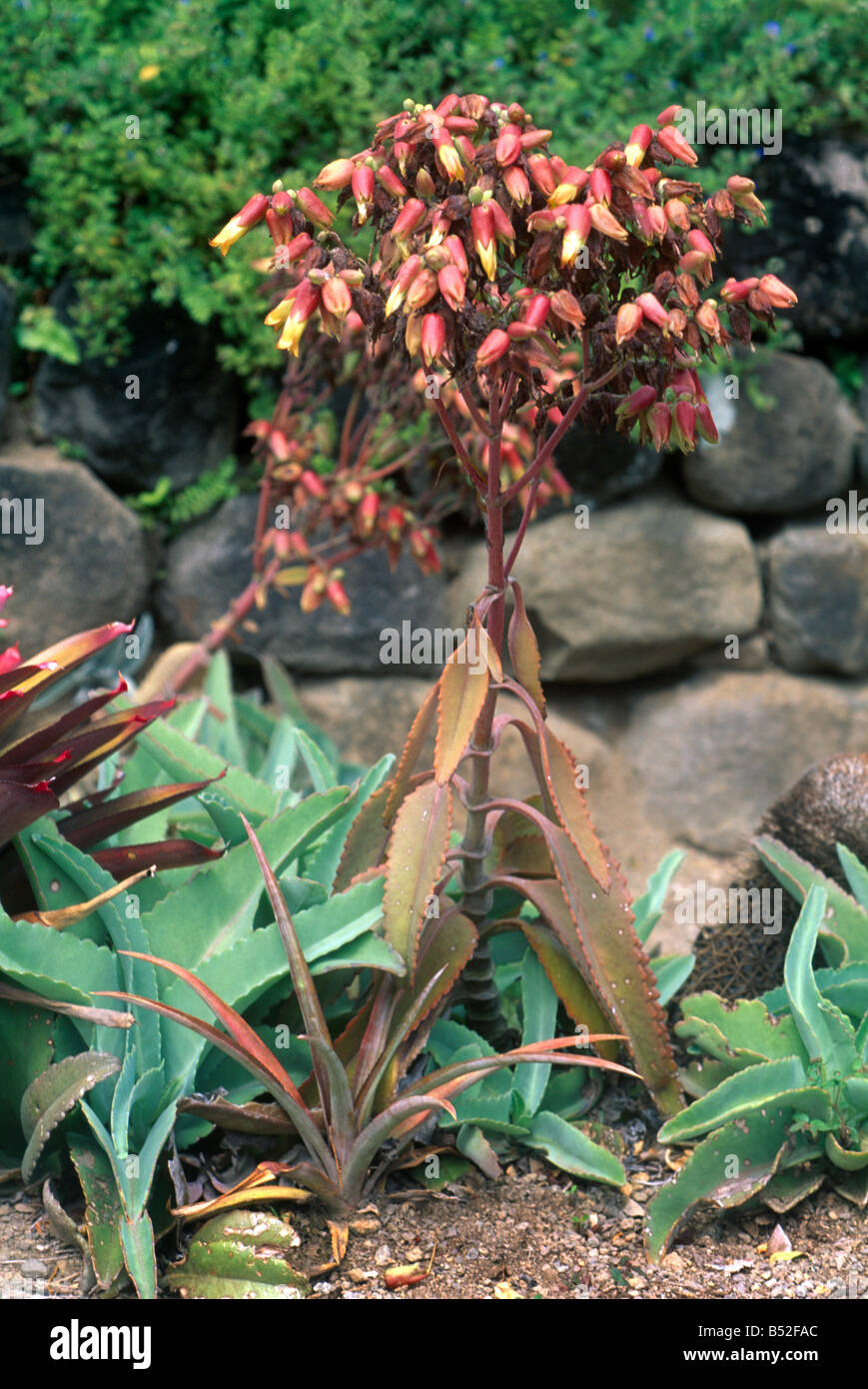 St Kitts Romney Manor Garden Penduliflora Tropical Flower Stock Photo
