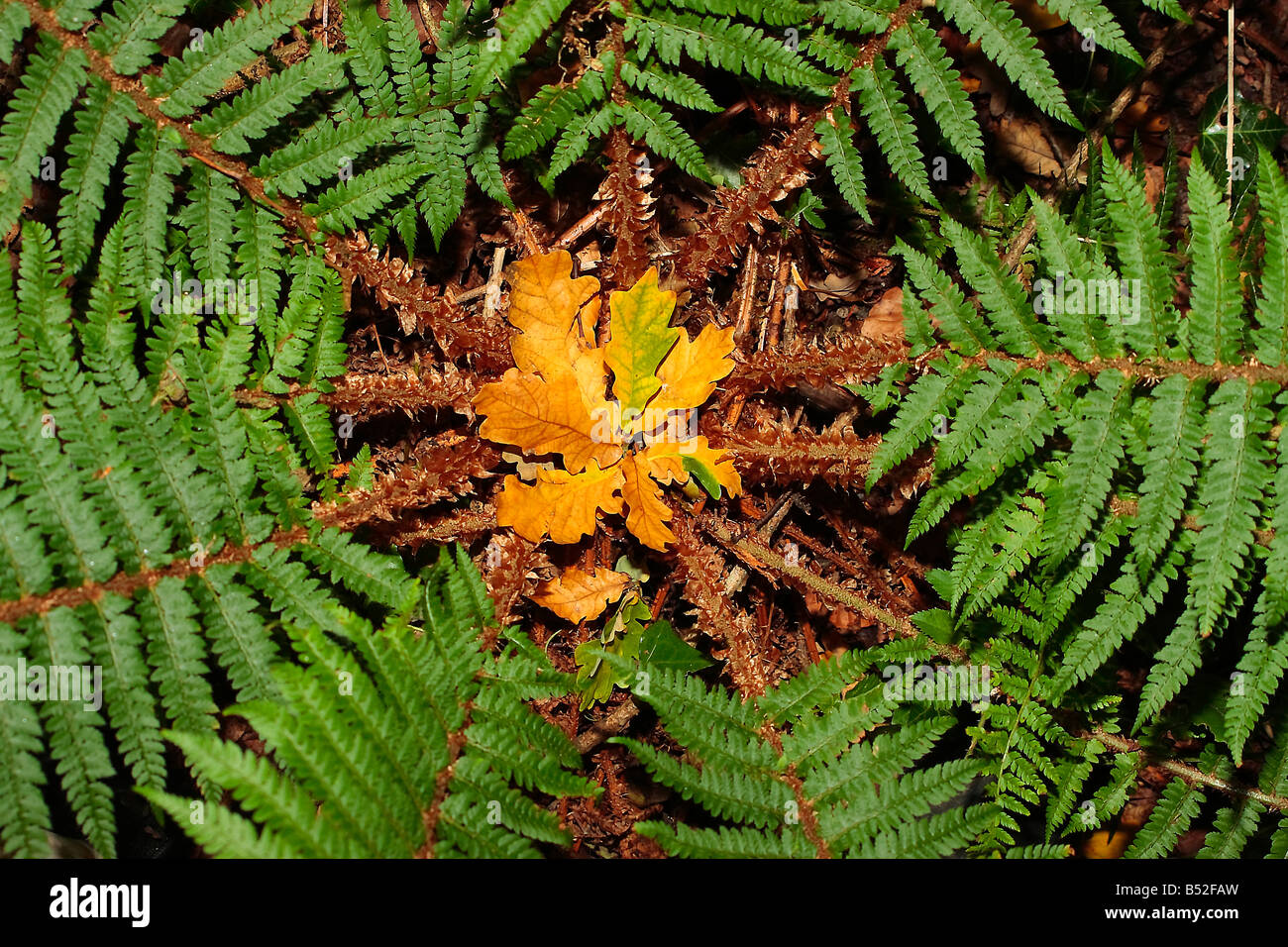 Woodland fern hi-res stock photography and images - Alamy