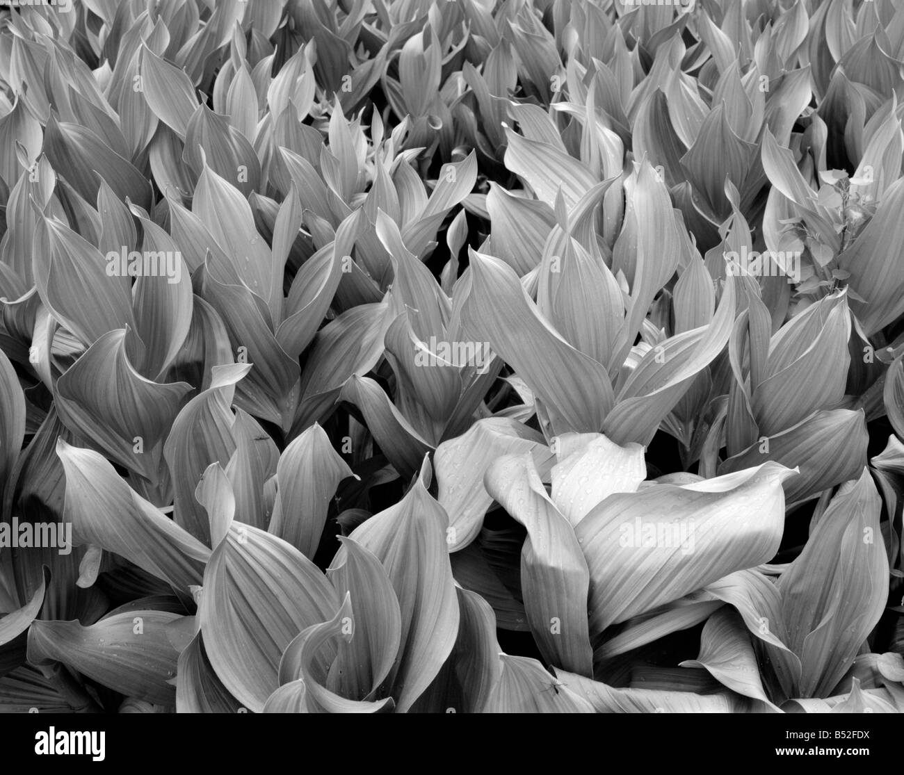 Garden plants in black Black and White Stock Photos & Images - Alamy
