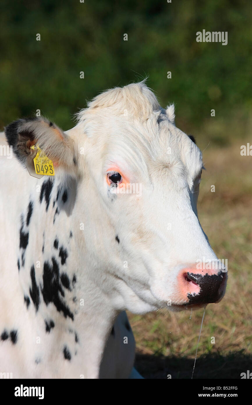 Friesian Cow Stock Photo