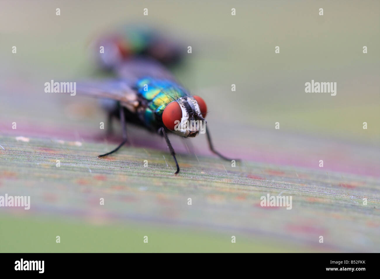Blow fly Phaencia Sericata resting on leaf in garden Stock Photo - Alamy