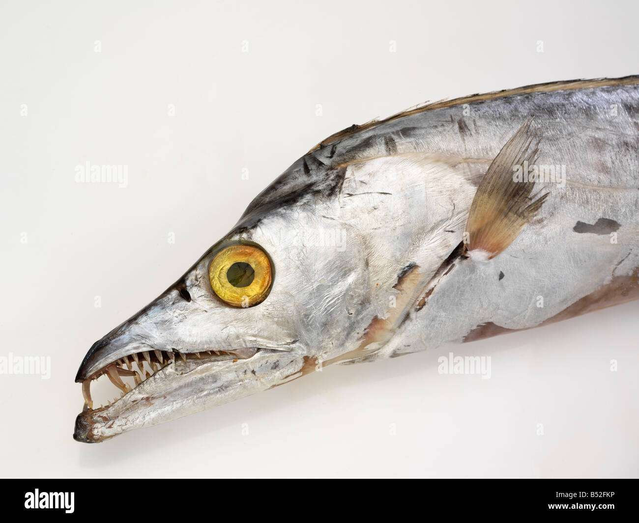 Ribbon Fish head Stock Photo Alamy