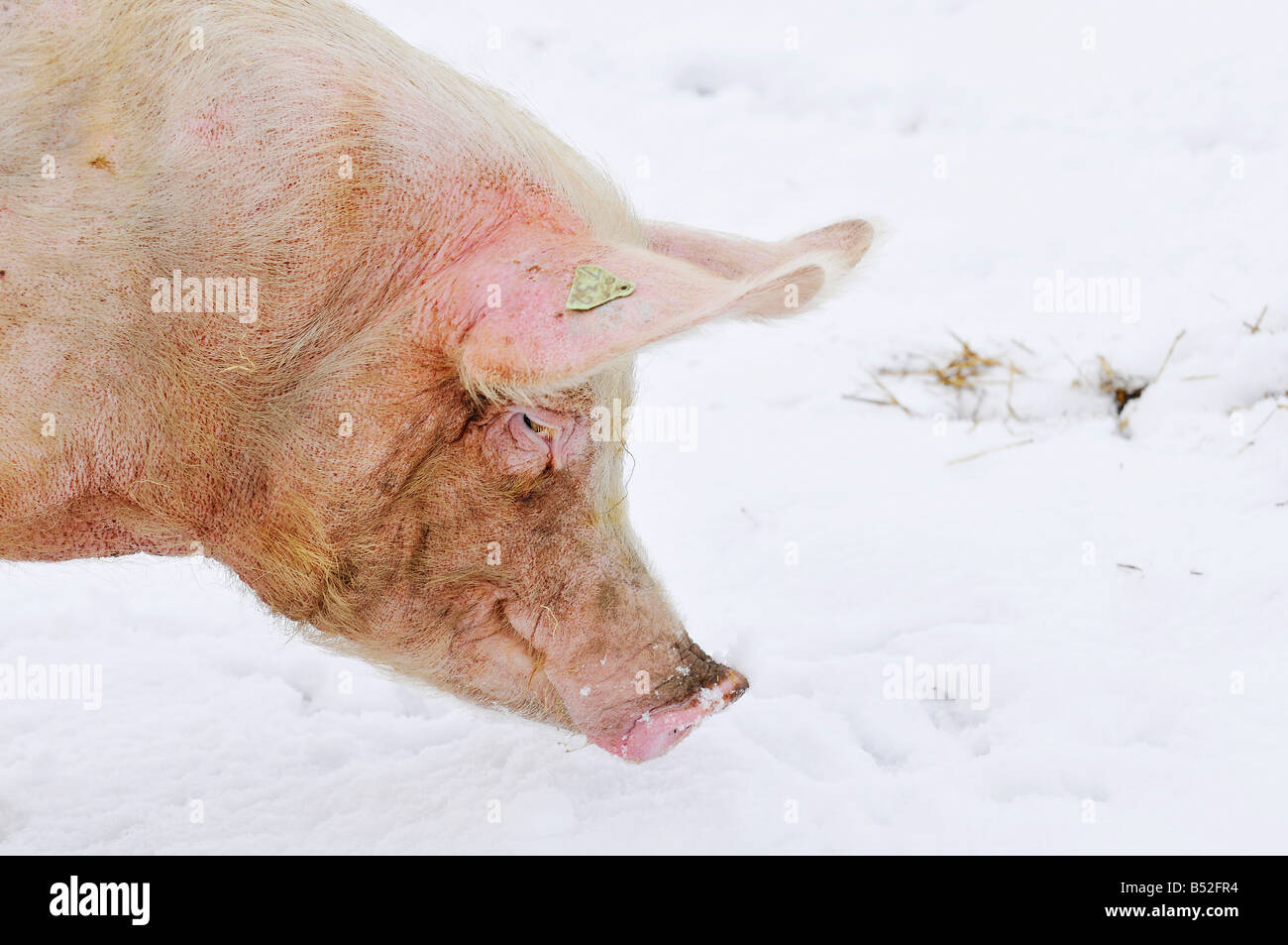 pic martin phelps 06 04 08 wiltshire eastbrook farm organic pigs bishopstone wilts pigs and piglets rooting in the snow Stock Photo