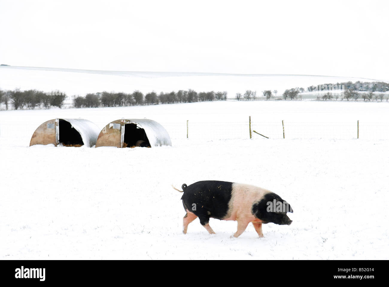 pic martin phelps 06 04 08 wiltshire eastbrook farm organic pigs bishopstone wilts pigs rooting in the snow Stock Photo