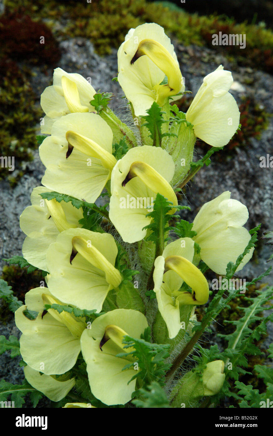Pedicularis scullyana growing in Konglema Danda (at about 4000 m elevation), Khumbu district, Nepal Stock Photo