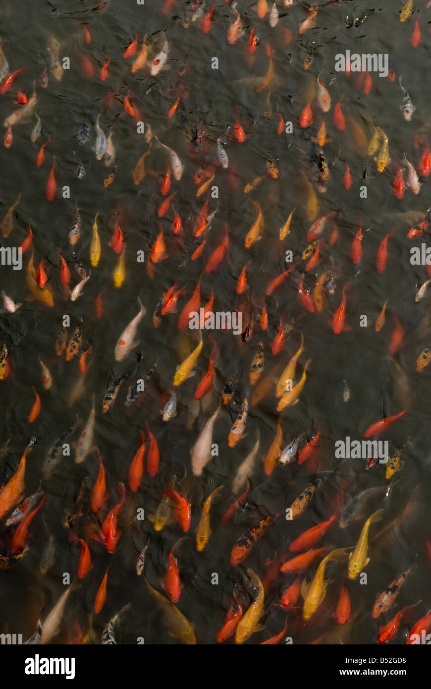 Goldfish in theme park in hi-res stock photography and images - Alamy