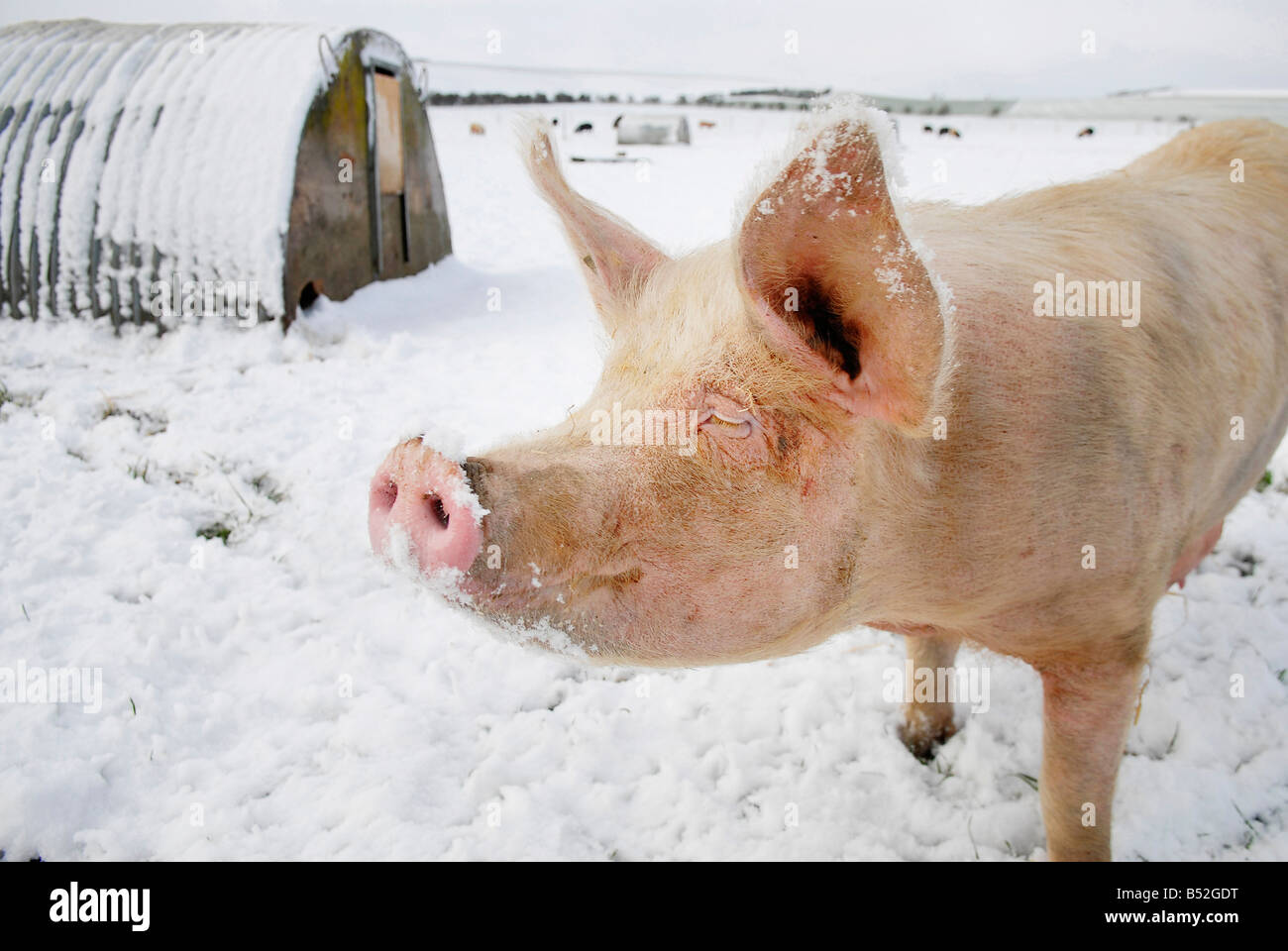 pic martin phelps 06 04 08 wiltshire eastbrook farm organic pigs