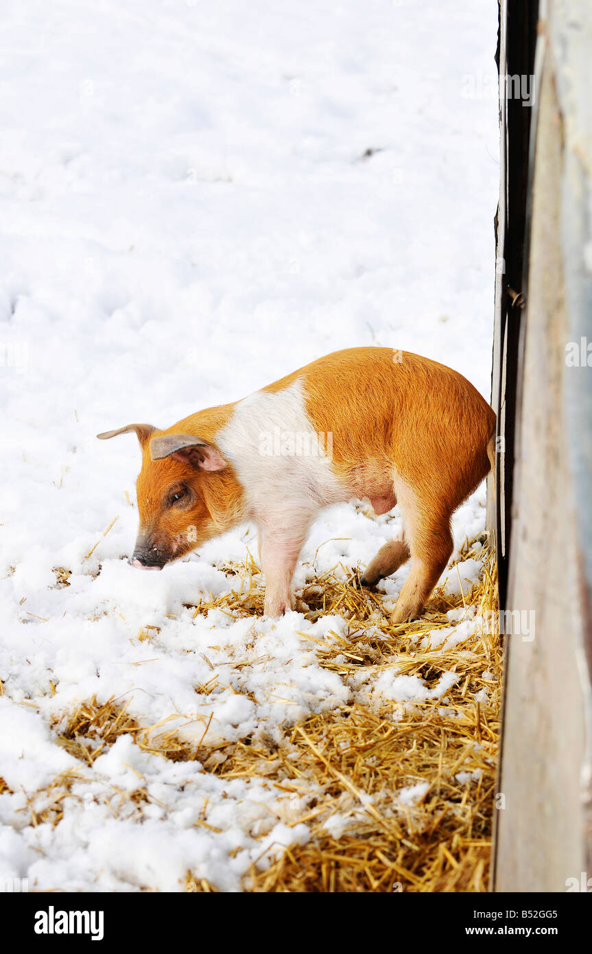 pic martin phelps 06 04 08 wiltshire eastbrook farm organic pigs bishopstone wilts pigs and piglets rooting in the snow Stock Photo