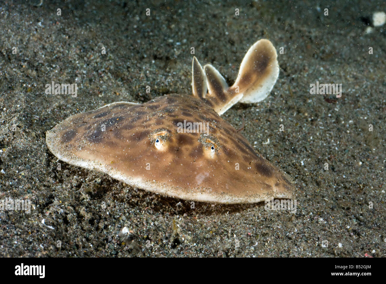 This undescribed species of torpedo ray has only been found off the island of Rinca. in the Komodo National Park. Indonesia. Stock Photo