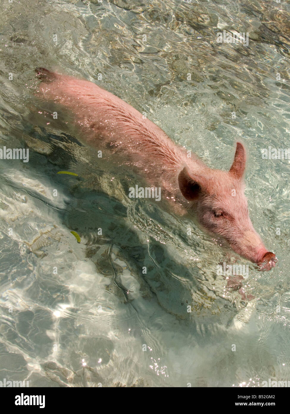 The Swimming pigs of Big Majors spot, exumas, bahamas Stock Photo