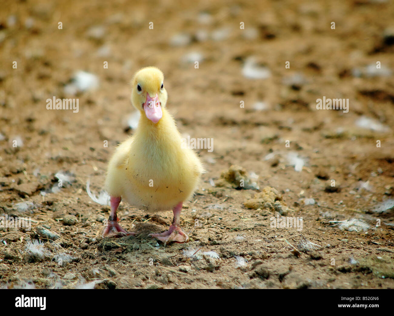 a gorgeous little duckling takes a few steps Stock Photo