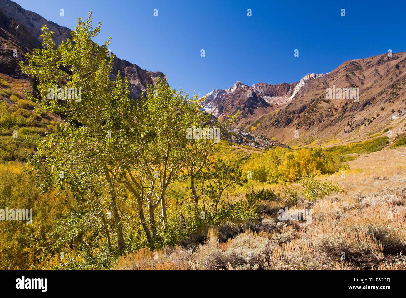 McGee Creek Canyon and yellow Aspen trees in the Eastern Sierras Stock Photo