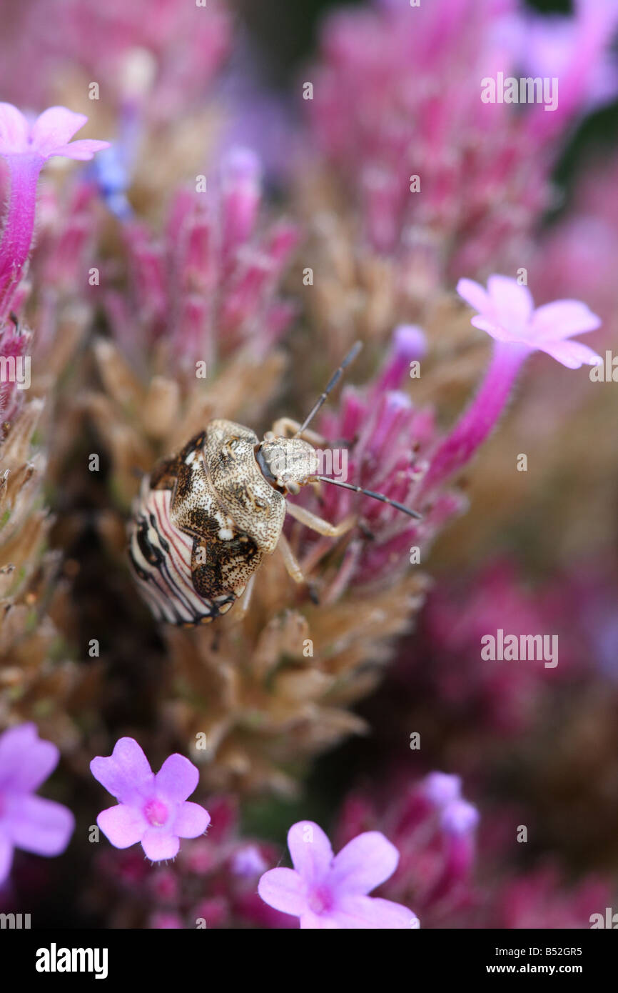 Stink bug crawling on flower in summer in Central Park,