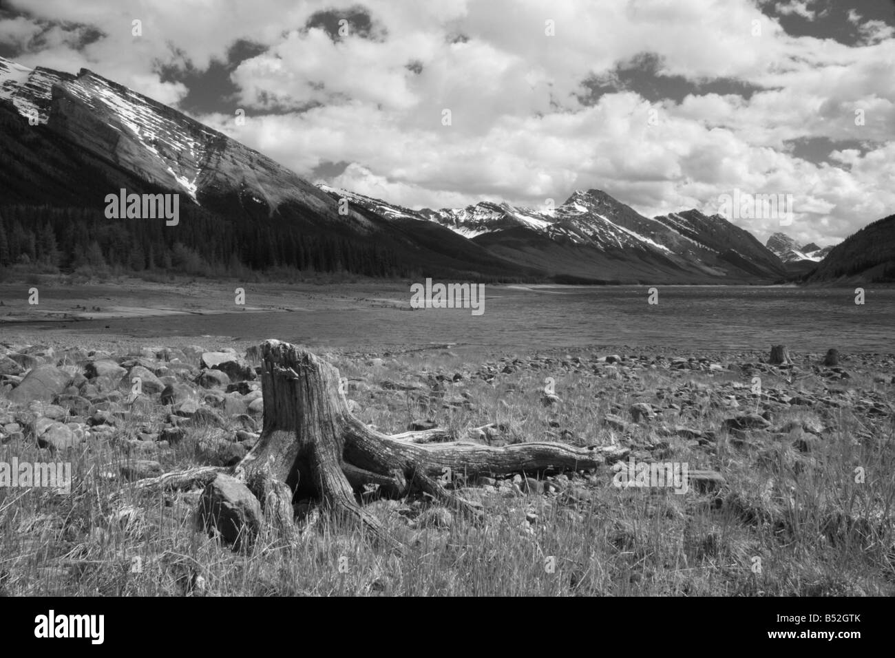 Dead roots at Spray lakes in Kananaskis Country, Alberta Stock Photo