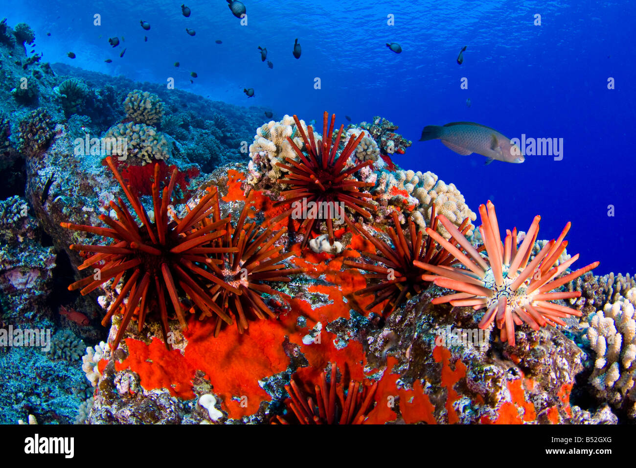 Slate pencil sea urchins, Heterocentrotus mammillatus, color the foreground of this Hawaiian reef scene, Hawaii. Stock Photo