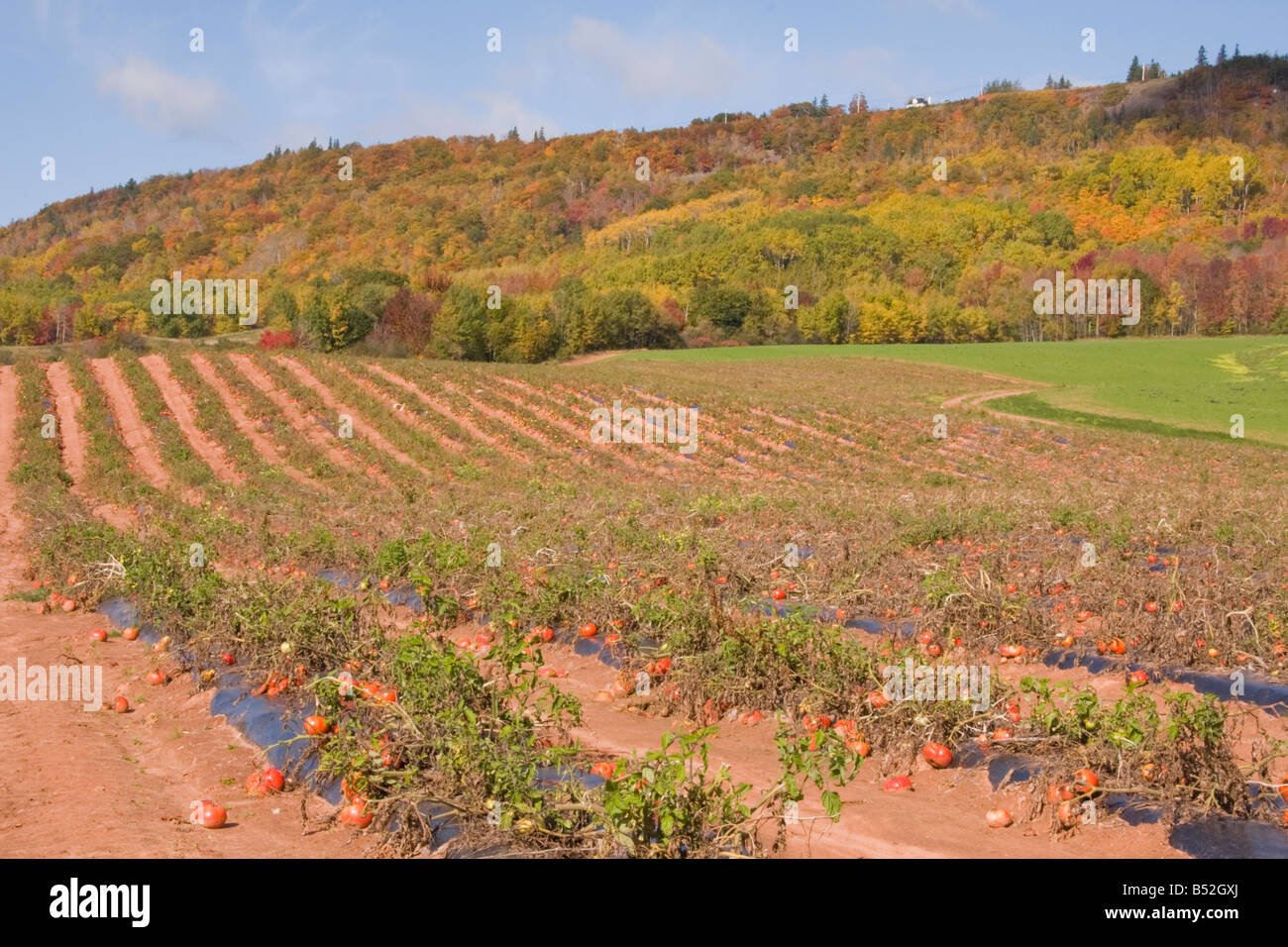 Tomato field - Canning, Annapolis Valley, Nova Scotia, Canada Stock Photo