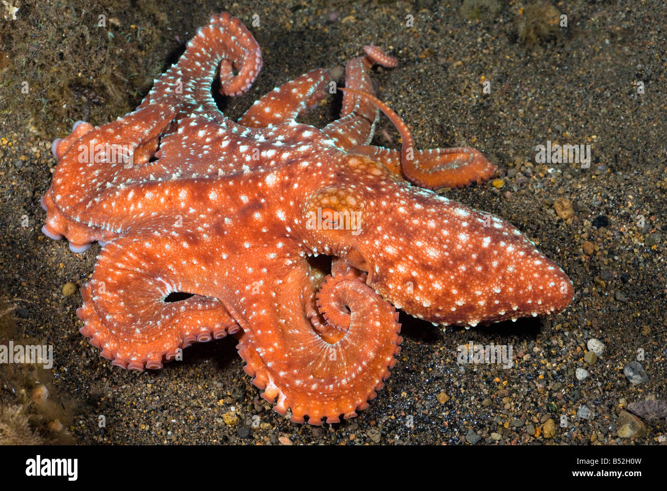 Starry night octopus, Octopus luteus, Komodo, Indonesia. Stock Photo