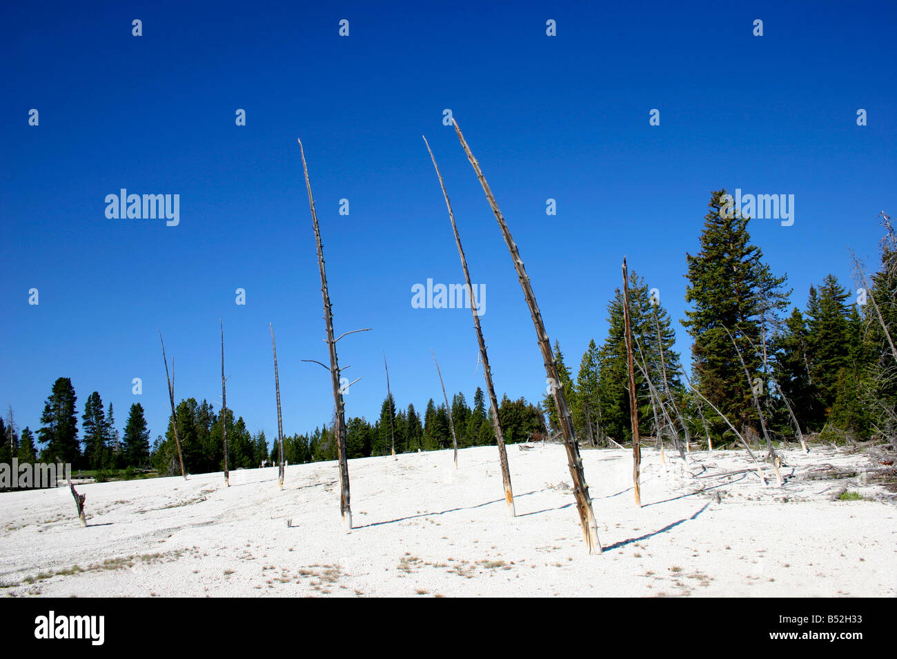Burnt trees at West Thumb Geyser Basin as a result of geothermal activity in Yellowstone Park in July Stock Photo