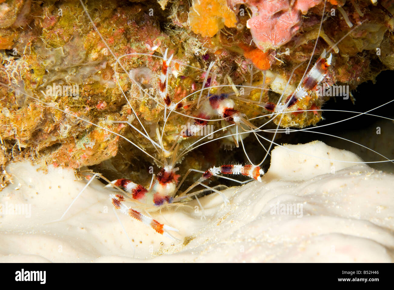 Banded coral shrimps Stenopus hispidus. Mated pair living together on the reef. The female is at the bottom. Stock Photo