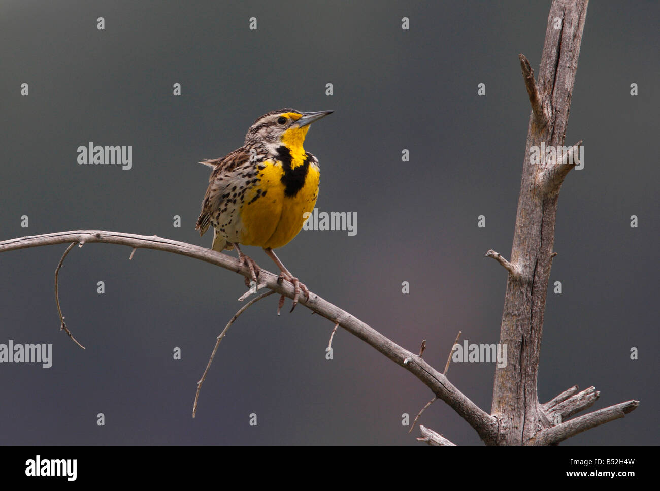 Western Meadowlark Sturnella neglecta perched on a dead tree branch on ...