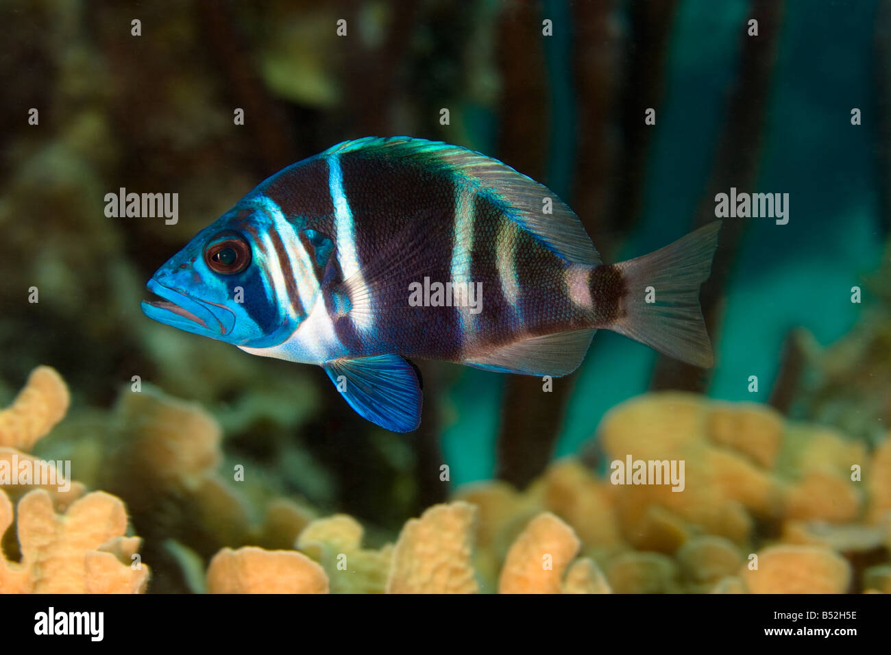 Indigo Hamlet Hypoplectrus fish on coral reef Stock Photo