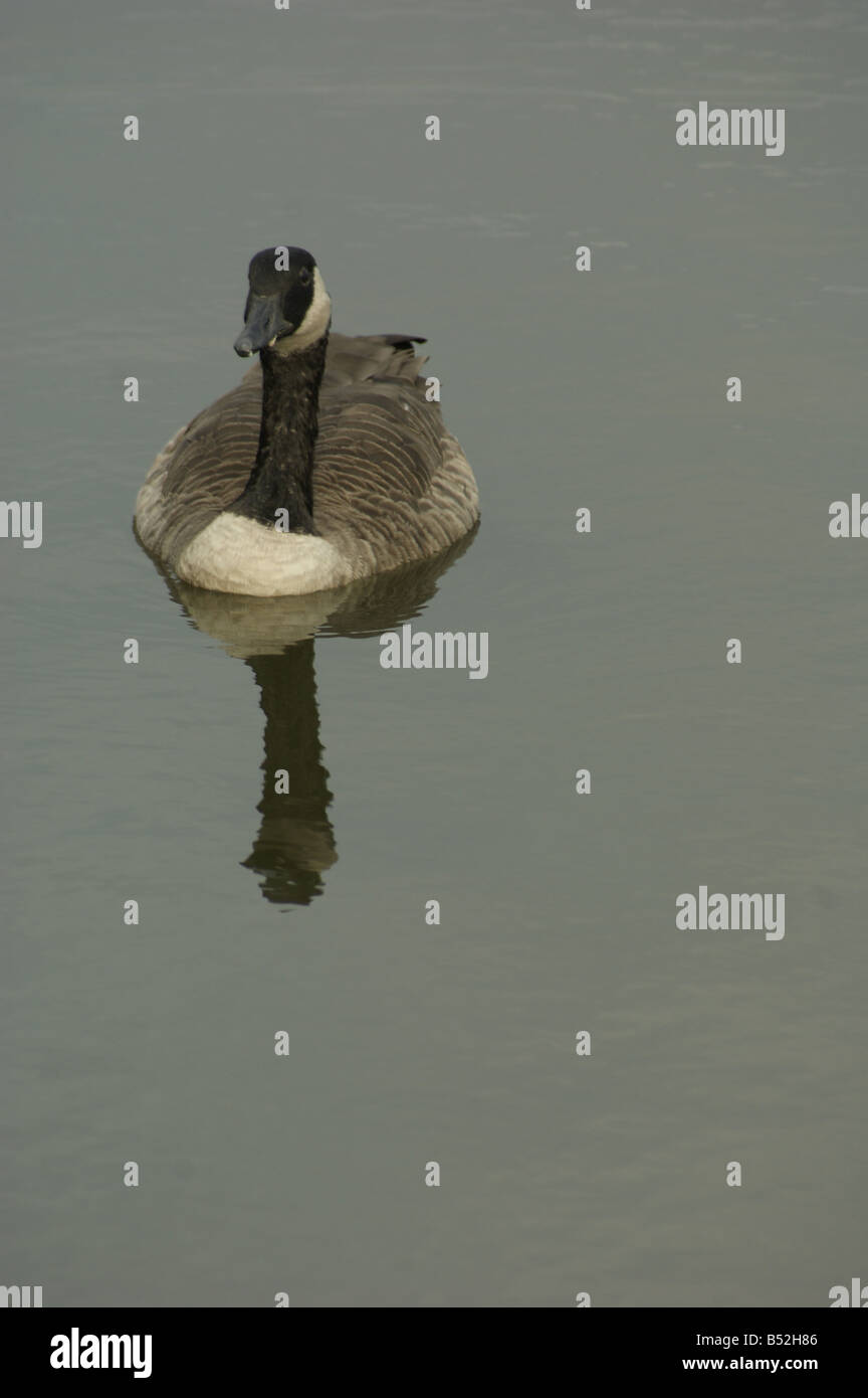 A Canadian Goose floating on a pond. Stock Photo