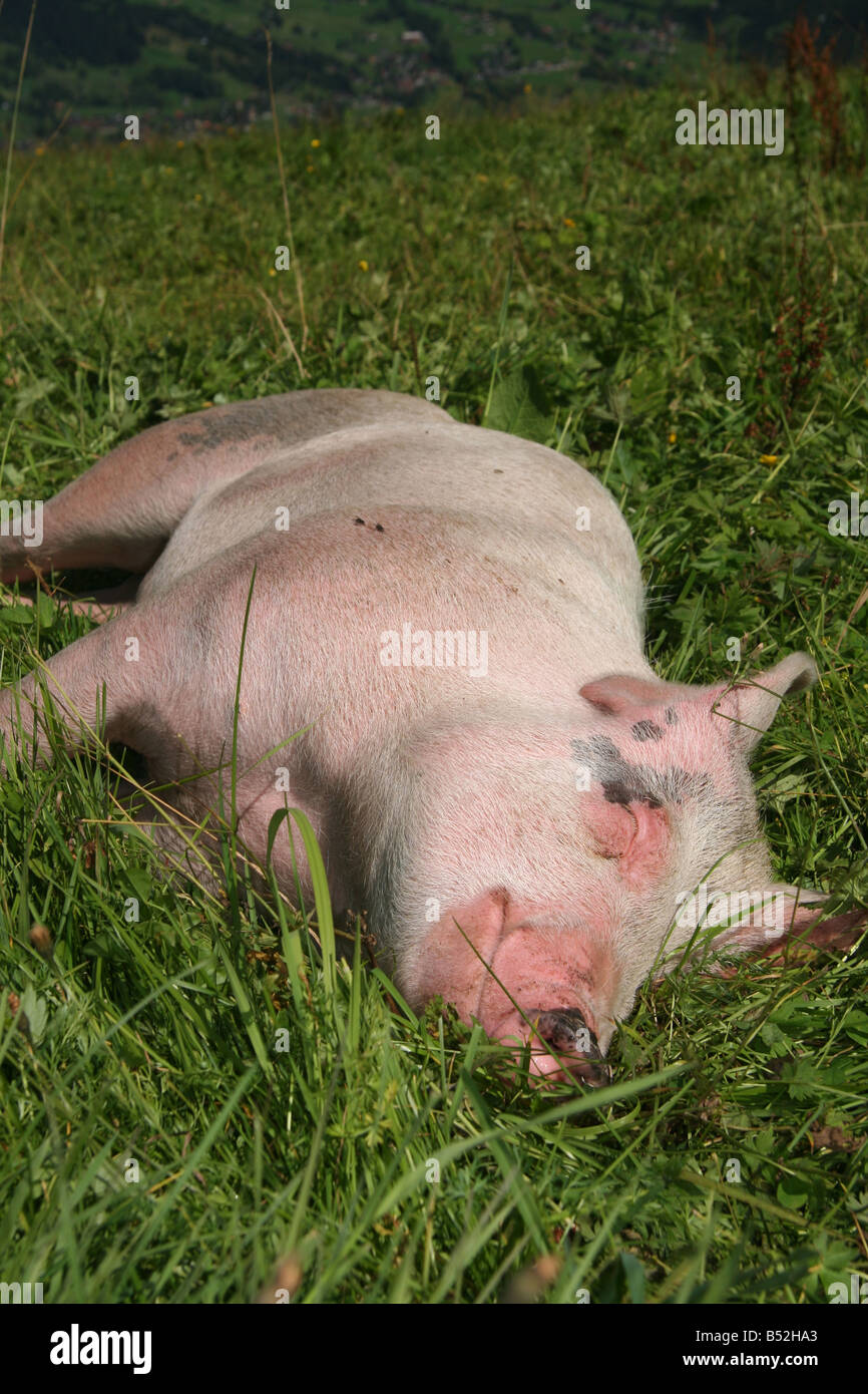 Schwein glücklich hi-res stock photography and images - Alamy, image size:866x1390