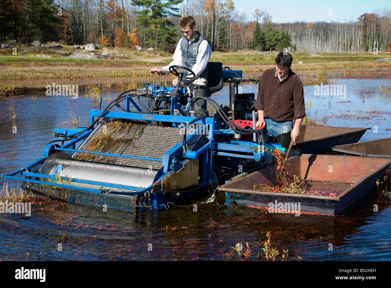 Cranberry Harvest in Bala is the Cranberry Capital of Ontario Canada It
