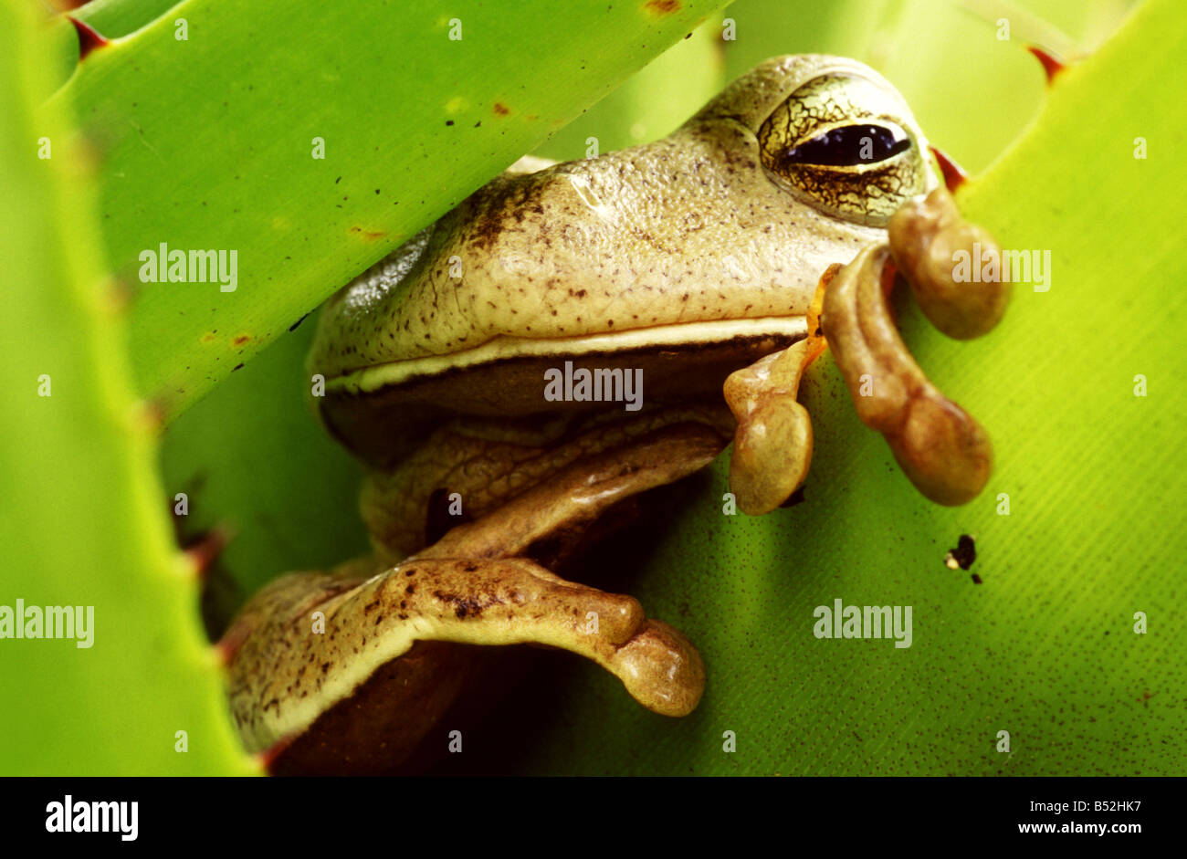 Frog resting in a bromeliad. Ponta Grossa, Paraná, Brazil Stock Photo