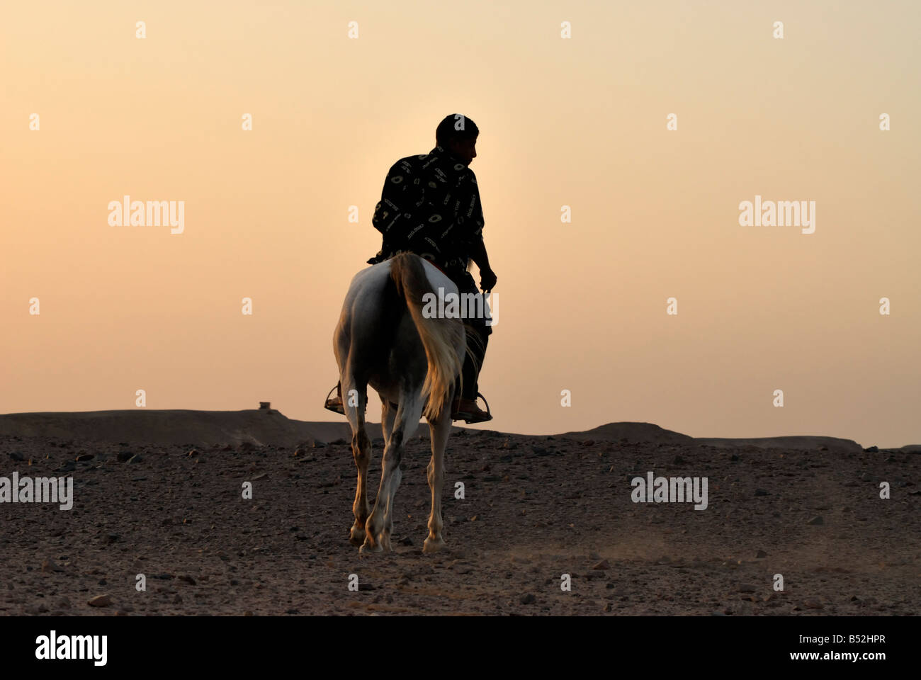 Horse and rider and desert and egypt hi-res stock photography and ...