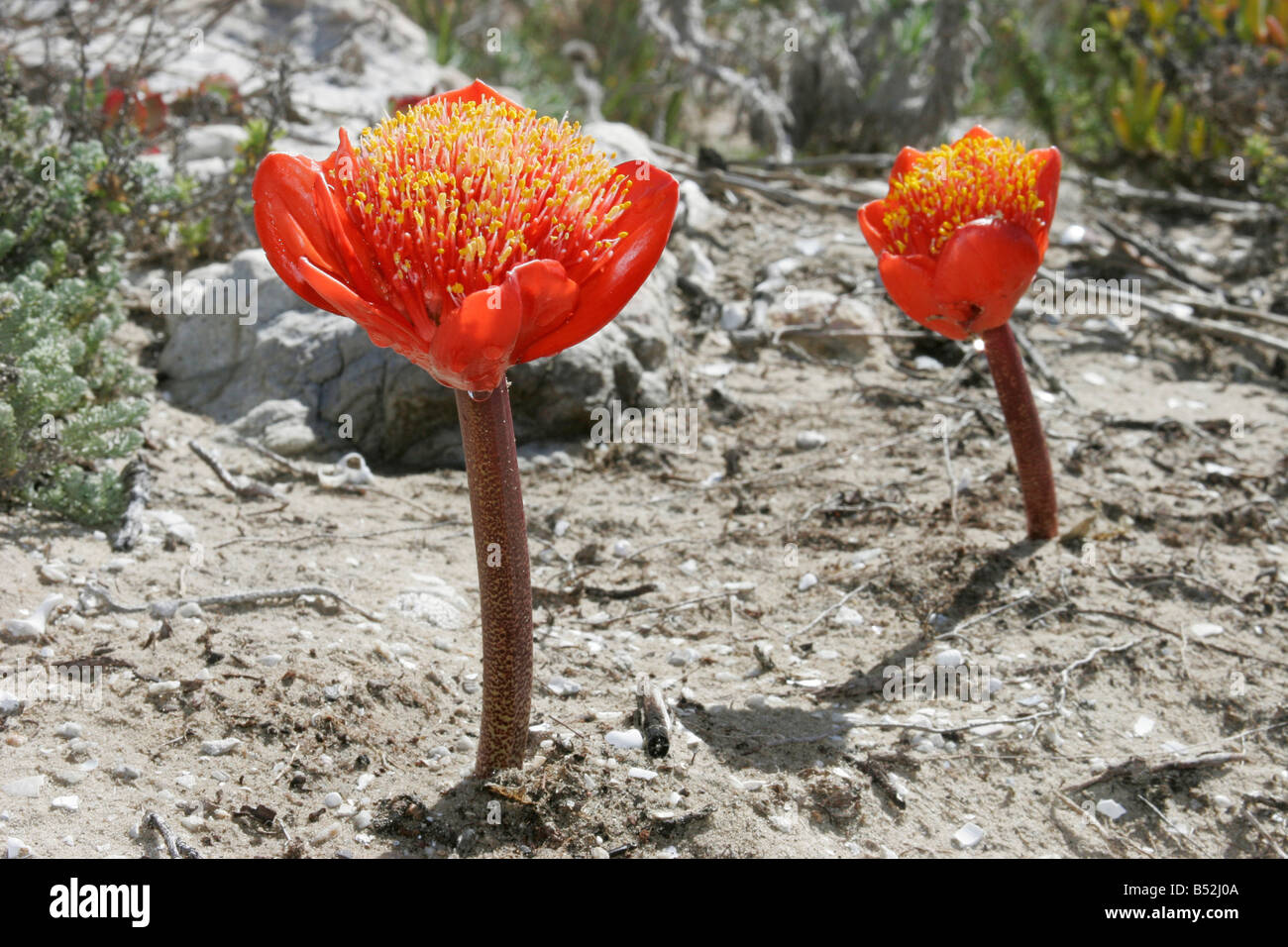 Haemanthus Pubescens commonly known as the powder brush found in coastal region of south western South Africa Stock Photo