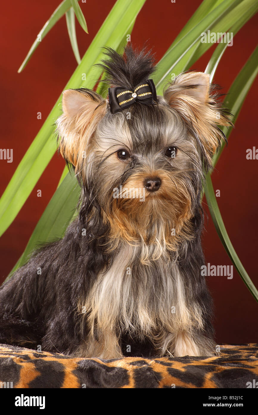 yorkshire terrier puppy - sitting Stock Photo