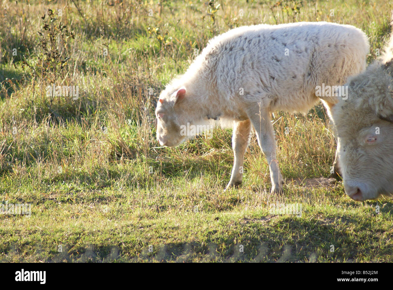 Albino Black Sheep End Of The World Albino Sheep