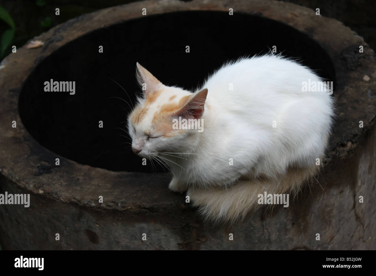 A cat meditating on top of a barrel Stock Photo