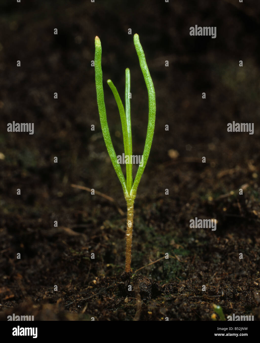 Corn spurrey Spergula arvensis seedling weed with first true leaf Stock Photo